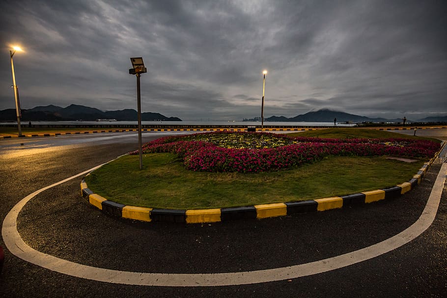 purple flowers, tarmac, asphalt, road, way, highway, intersection HD wallpaper