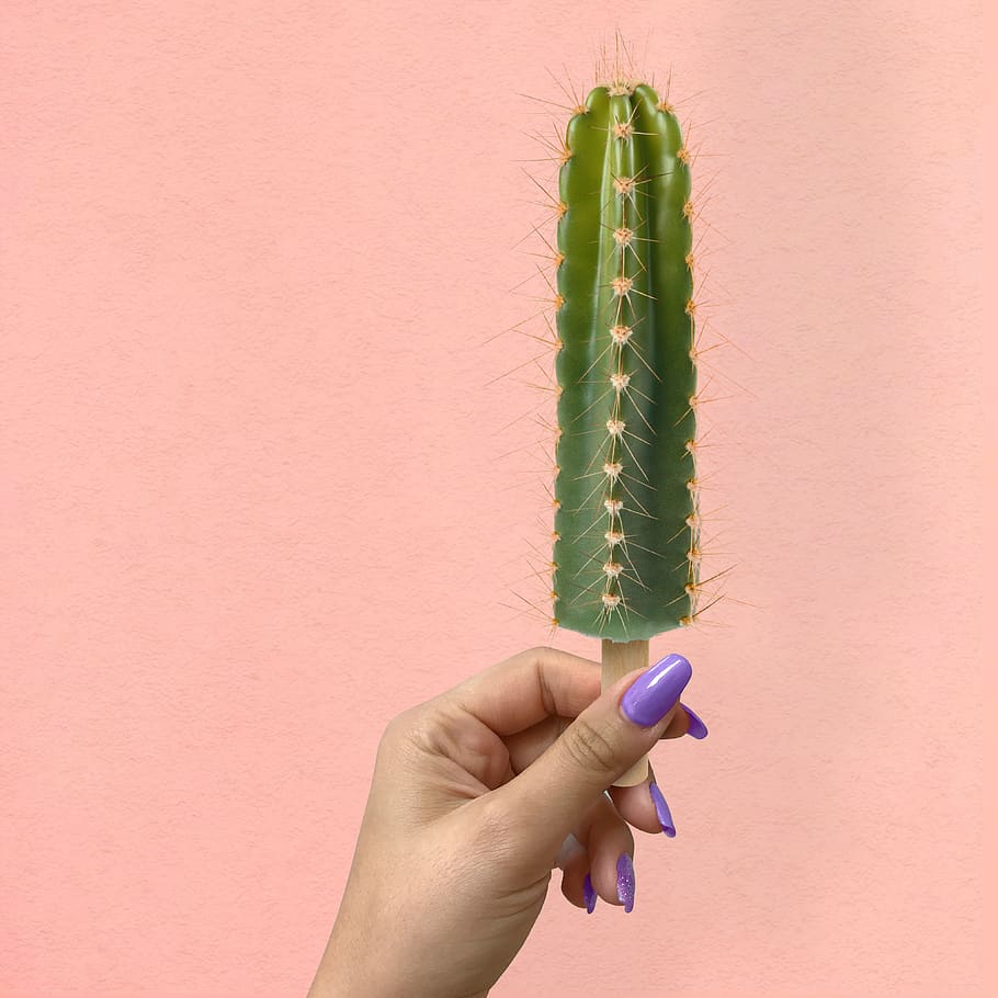 Person Holding Cactus on a Stick, cacti, cactus plant, close-up