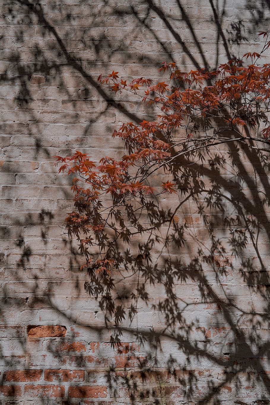 brick, wall, plant, tree, leaf, apparel, clothing, tree trunk HD wallpaper