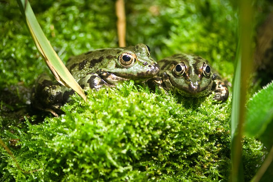 forest, frog, frogs, couple, moss, amphibian, guido, nature HD wallpaper