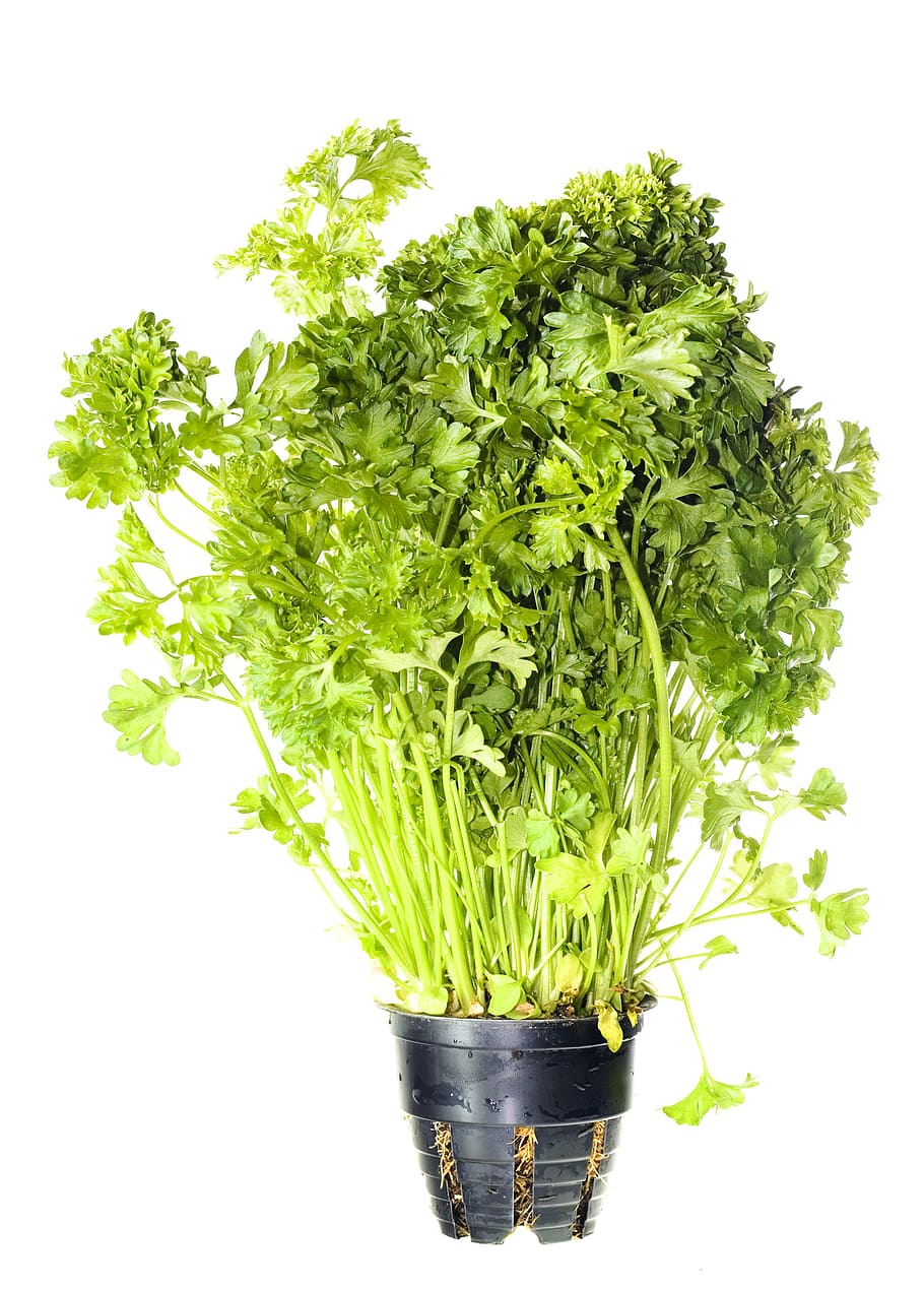 close-up, closeup, diet, dieting, eating, food, fresh, freshness HD wallpaper