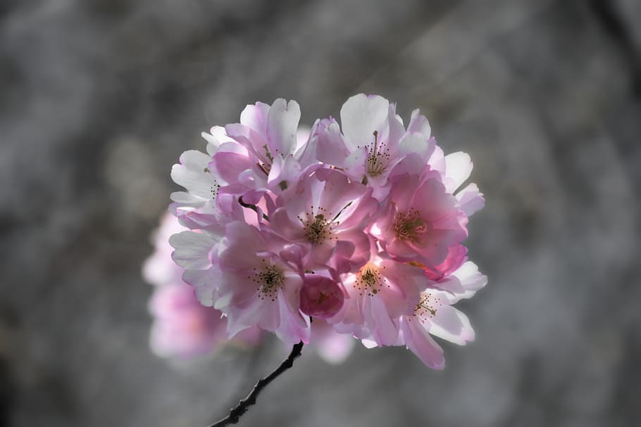 cherry blossoms, cherry tree, nature, bloom, pink, branch, flower HD wallpaper