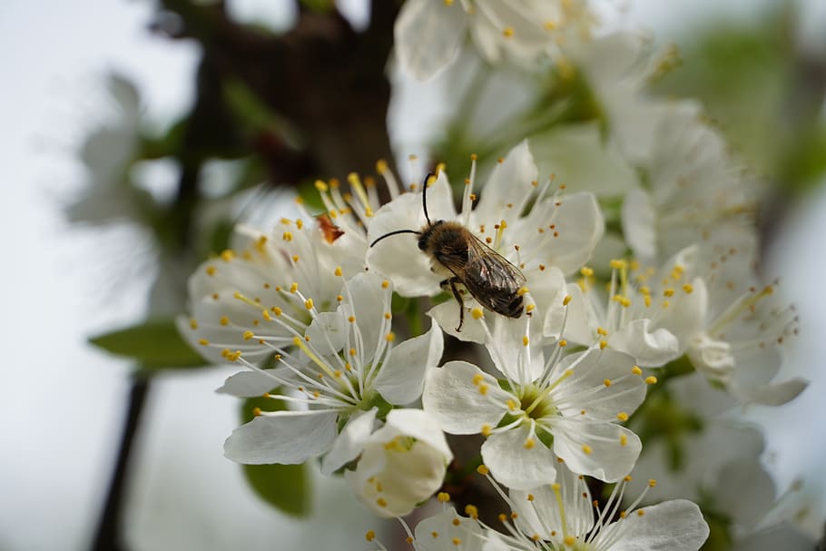 bee, nectar, blossom, bloom, honey, mirabelle, spring, flower HD wallpaper