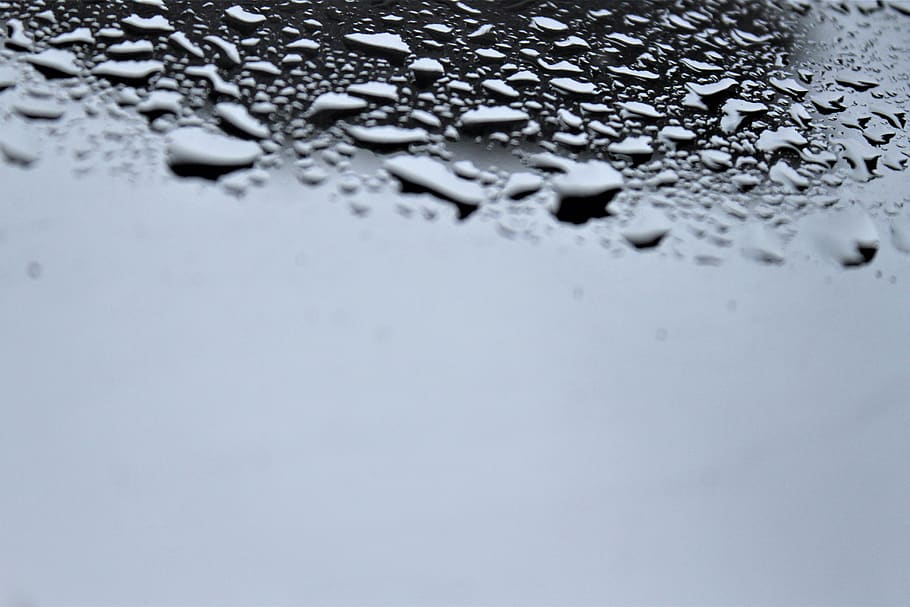 flock, animal, water, no people, wet, backgrounds, drop, close-up HD wallpaper