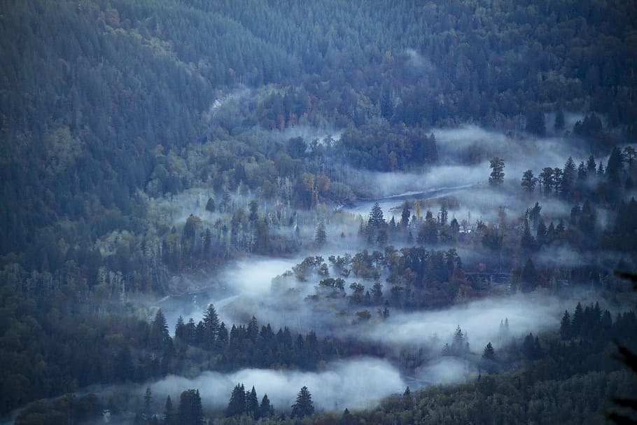 green trees, mountain, mist, fog, forest, woodland, landscape HD wallpaper