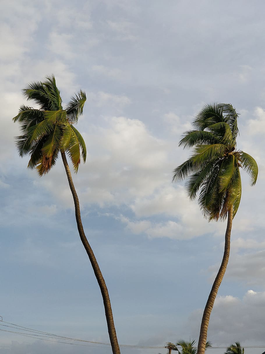 plant, growth, sky, cloud - sky, tree, beauty in nature, no people HD wallpaper