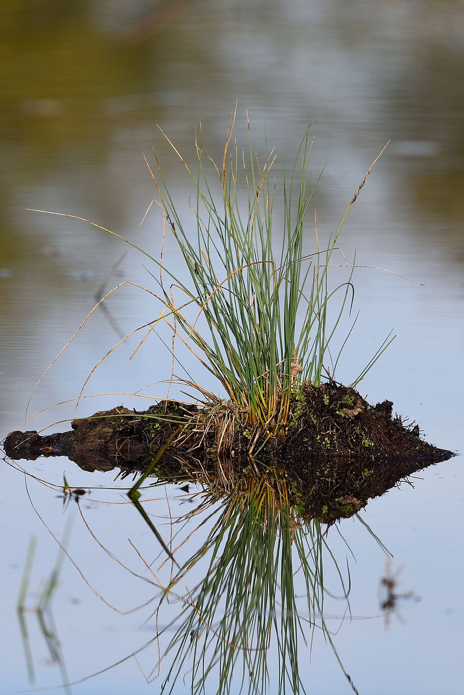 water, grass, nature, green, landscape, lake, reflection, plant HD wallpaper