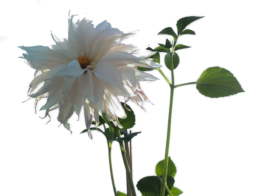 india, muzaffarpur, gradient, sky, pollens, closeup, flower HD wallpaper