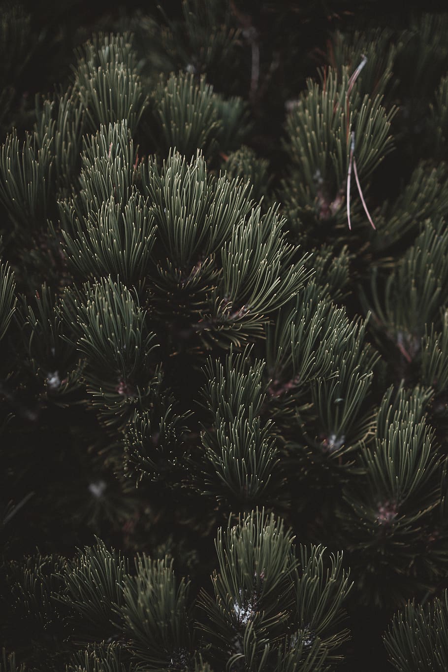green plants, tree, pine, conifer, fir, abies, grey, spruce, larch HD wallpaper