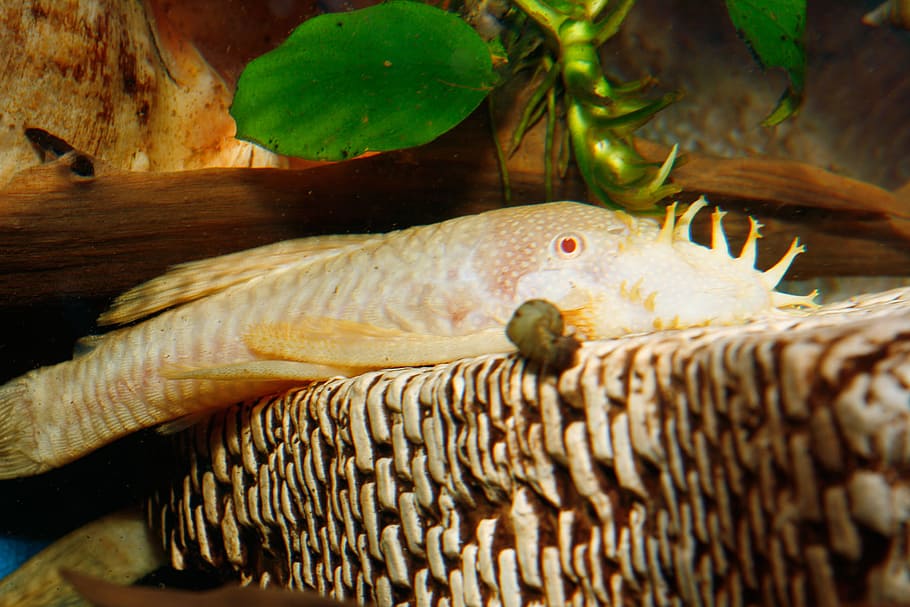 fish, image, nature, undersea, underwater, animal themes, animal wildlife HD wallpaper