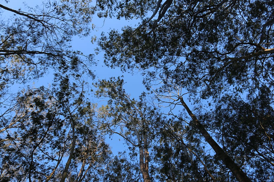 forest, tree, sky, nature, landscape, trees, wood, plant, low angle view HD wallpaper