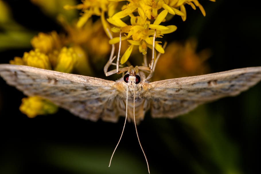 brown moth perching on yellow flower, animal themes, invertebrate HD wallpaper