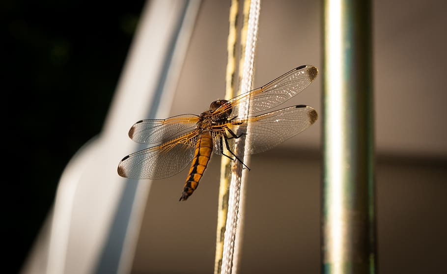 dragonfly, insect, macro, nature, wing, animals, invertebrate HD wallpaper