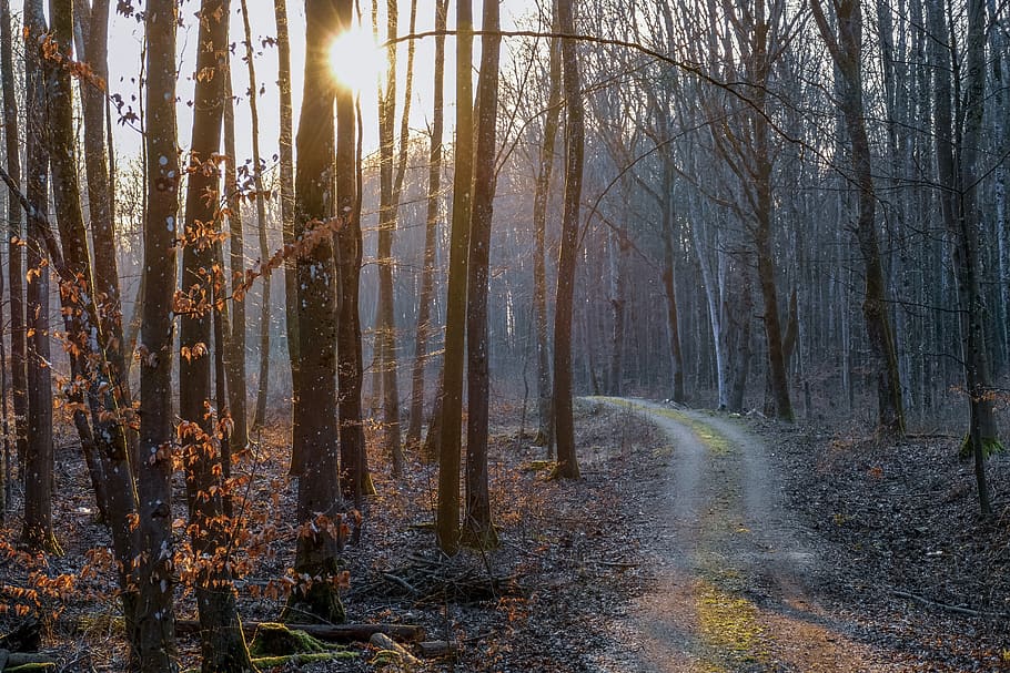 forest, woods, landscape, nature, sunlight, sunset, leaves HD wallpaper