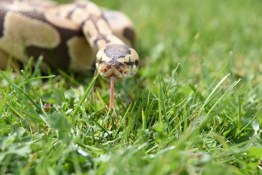 snake, python, reptile, animal themes, grass, one animal, plant HD wallpaper