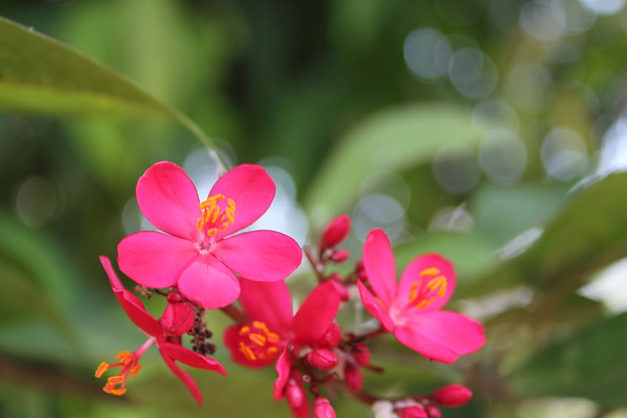 nature, flower, spring, pink, flora, natural, romantic, flowering plant HD wallpaper