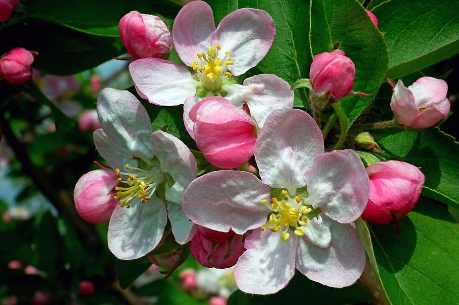 flower, apple, sprig, nature, plant, garden, leaf, flowering plant HD wallpaper
