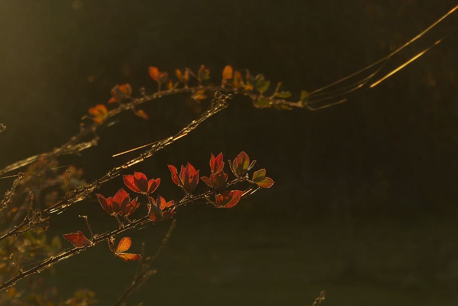 branches, leaves, sun, light, bright, webs, plant, growth, close-up HD wallpaper