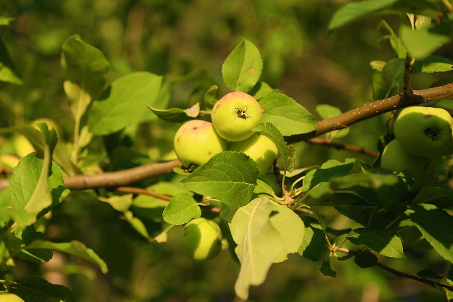 apple, fruit, nature, tree, outdoor, plant, leaf, plant part HD wallpaper