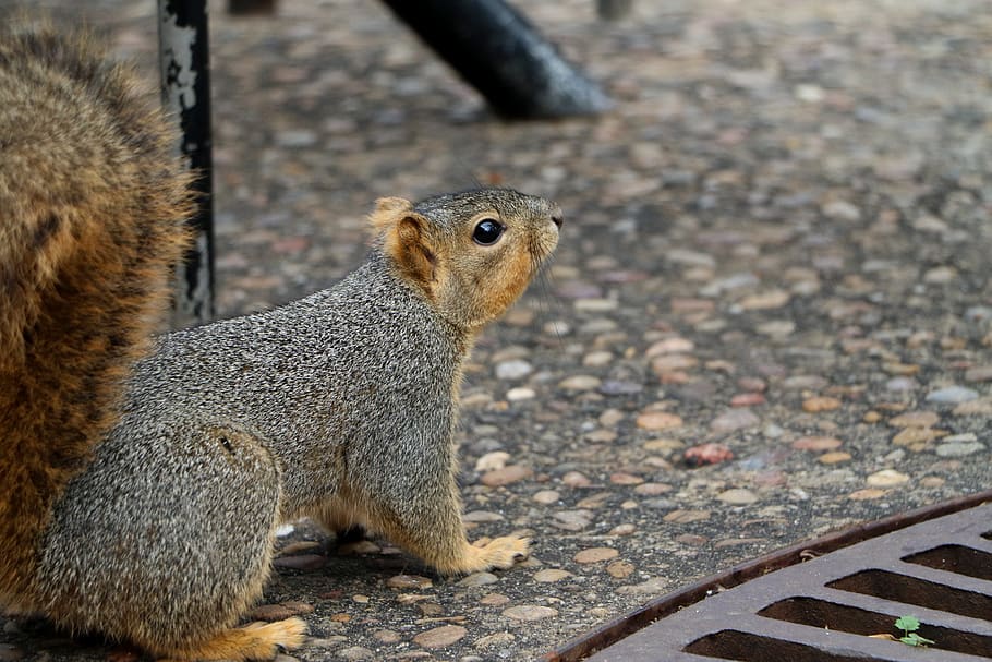 brown squirrel on floor during daytime, animal, mammal, rodent HD wallpaper