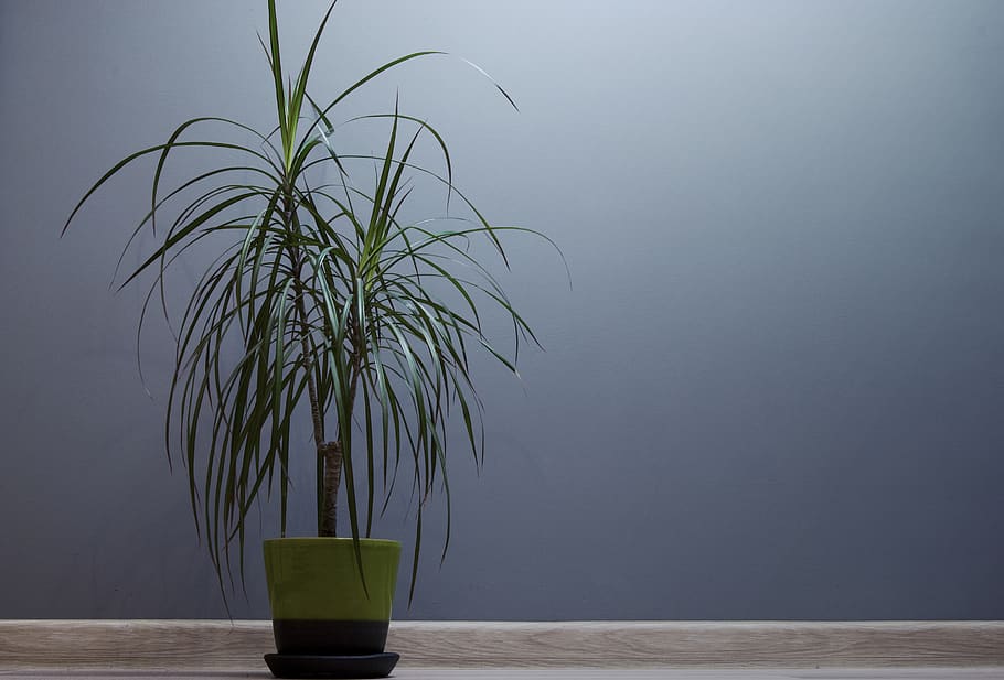 plant, decor, growth, nature, no people, green color, potted plant HD wallpaper