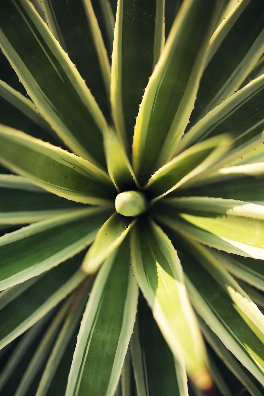 plant, nature, pattern, greenery, botany, growth, green color HD wallpaper