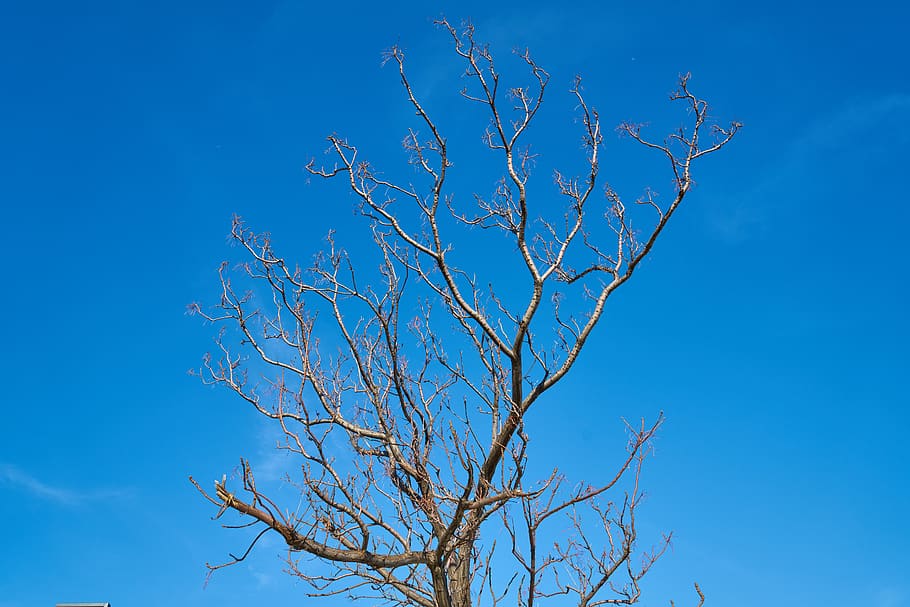 tree, branches, sky, season, winter, spring, autumn, forest HD wallpaper
