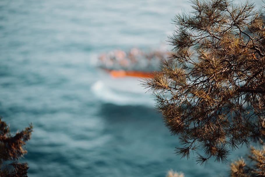 Shallow Focus Photography of Green Tree Near Body of Water, blurred background HD wallpaper