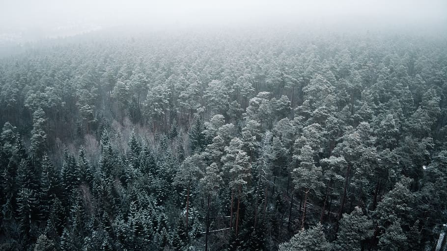 green trees, nature, plant, outdoors, fir, abies, ice, snow, germany HD wallpaper