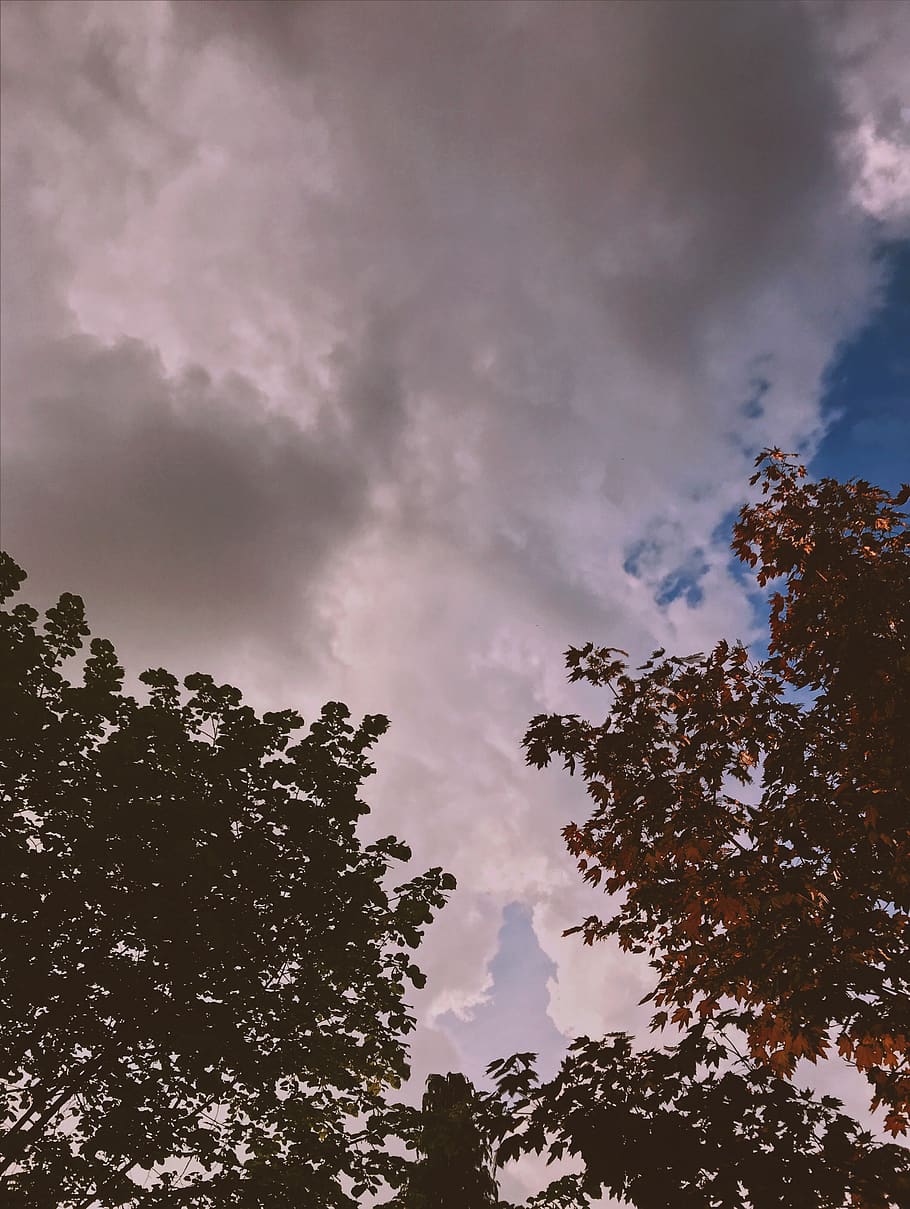 Trees Under Cloudy Sky, clouds, daylight, cloud - sky, low angle view HD wallpaper