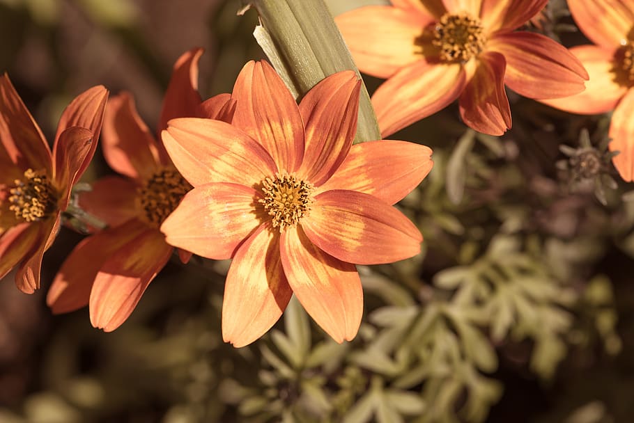 flowers, orange, spring, garden, in the garden, nature, flora HD wallpaper