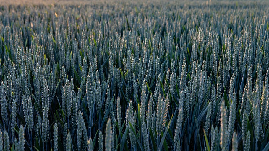 Wheat Fields, blue, cereal, close-up, corn, crop, cropland, dark green HD wallpaper