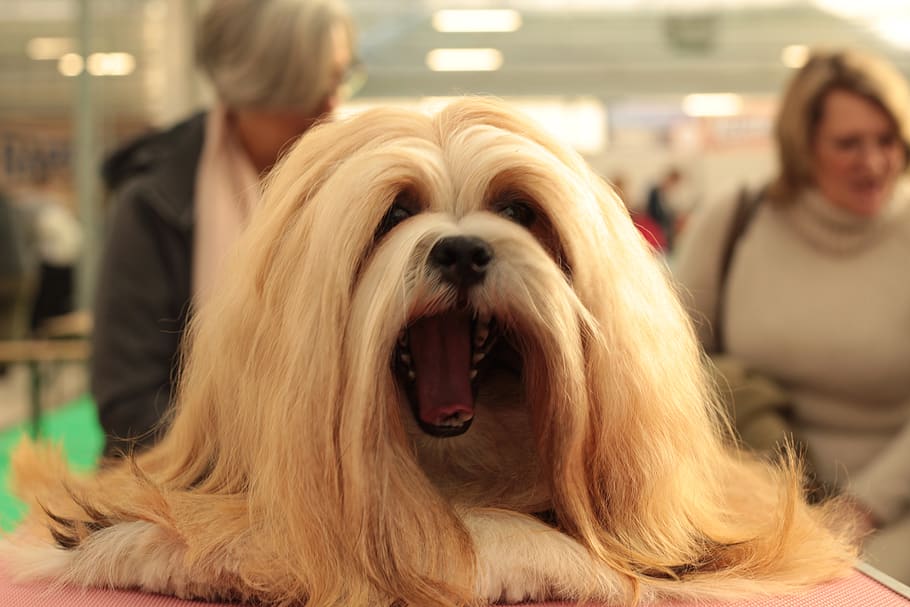 dogshow, lhasa apso, hairy, dog breed, her, relax, portrait