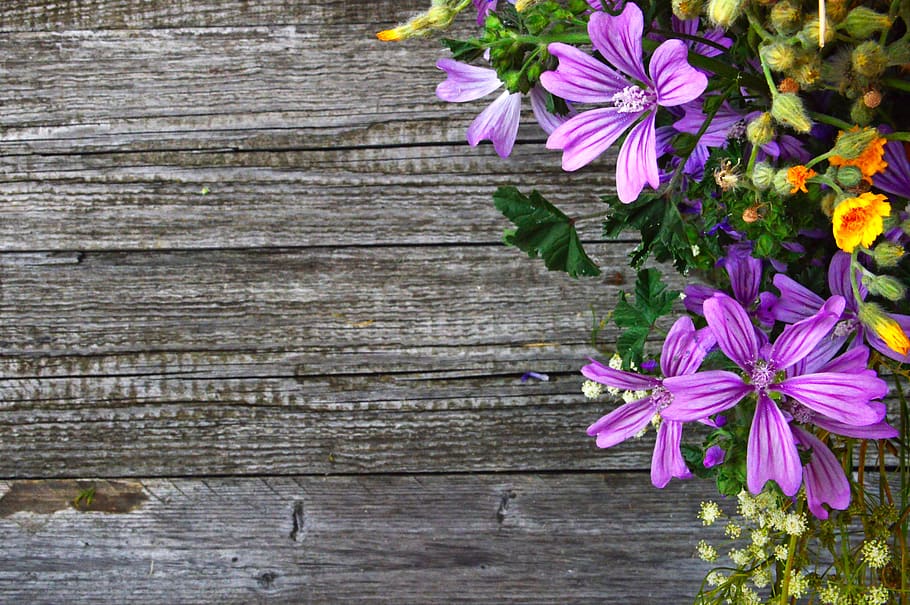 Purple Petal Flowers, bloom, blooming, blossom, bright, close-up HD wallpaper