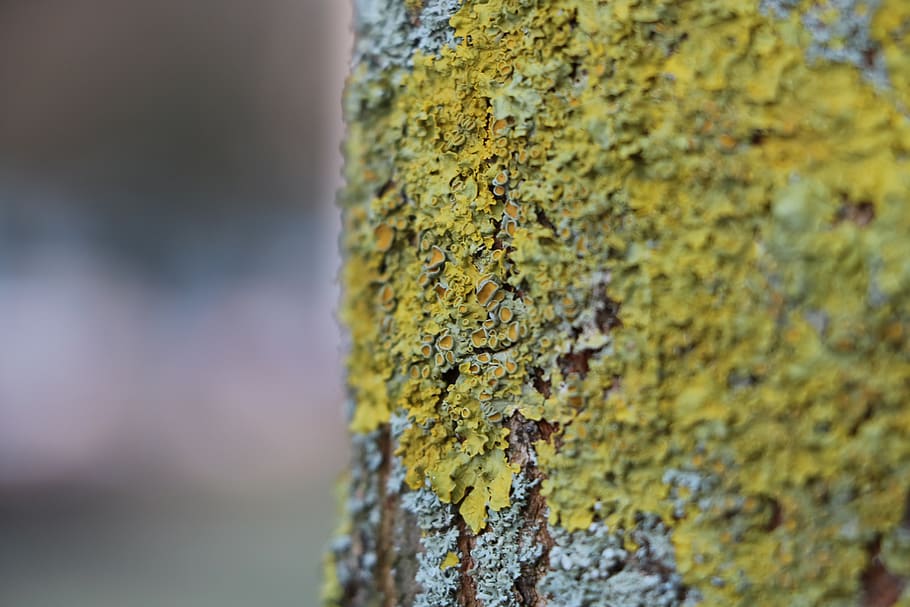 Green and Grey Tree Bark, close-up, color, focus, green moss HD wallpaper