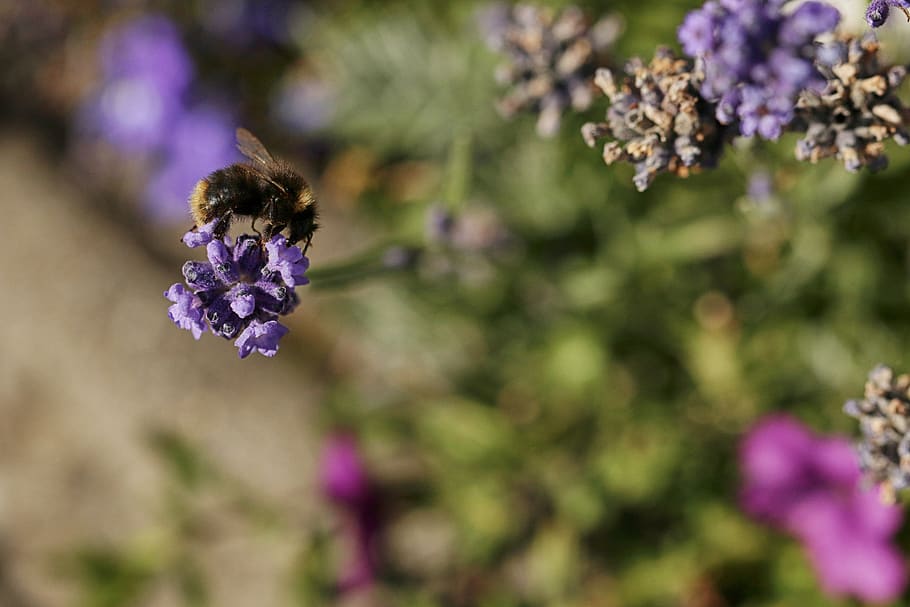 bumblebee, insect, macro, nature, flower, flowering plant, freshness HD wallpaper