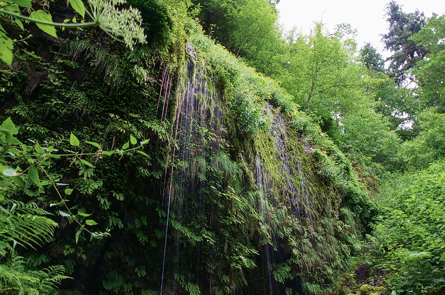 green, nature, waterfall, forest, oregon, plant, tree, growth HD wallpaper