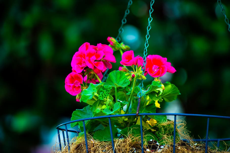 Shallow Focus of Pink Bloom Flowers, blooming, blossom, blurred background HD wallpaper