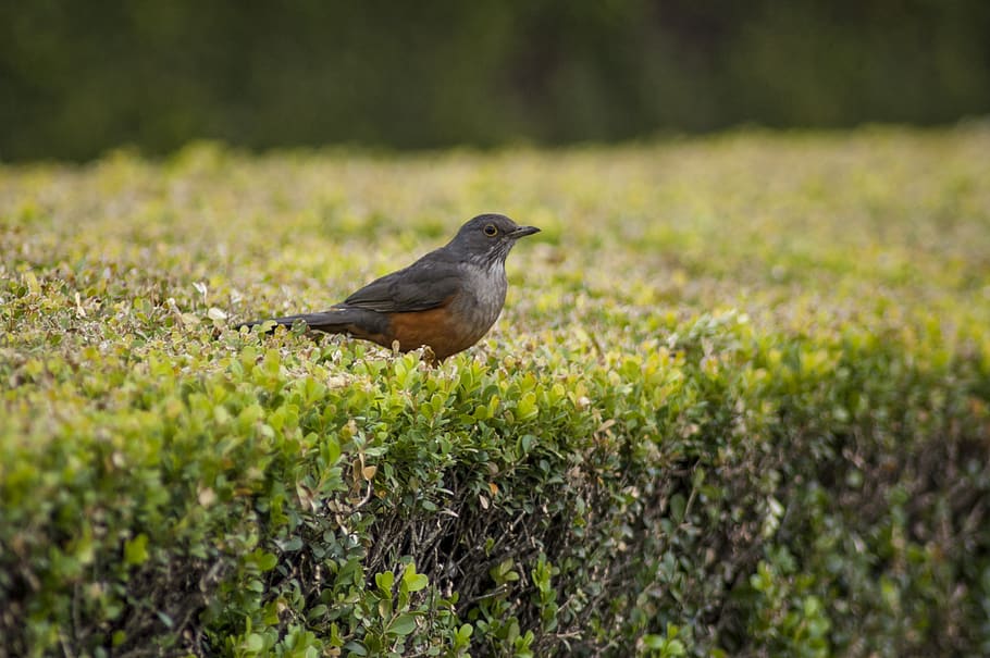 gray bird perching on plant, robin, animal, blackbird, agelaius, HD wallpaper