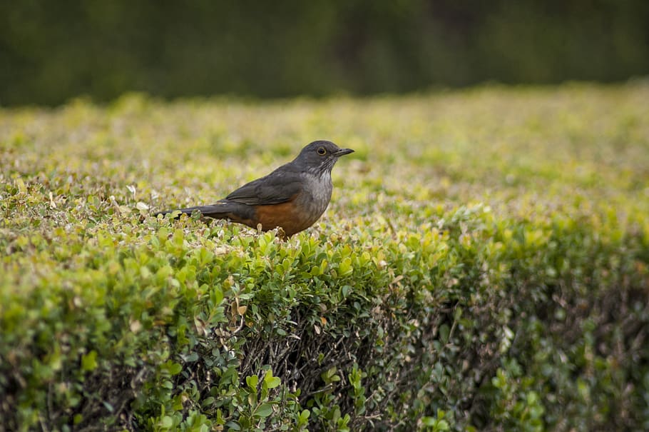 gray bird perching on plant, robin, animal, blackbird, agelaius HD wallpaper