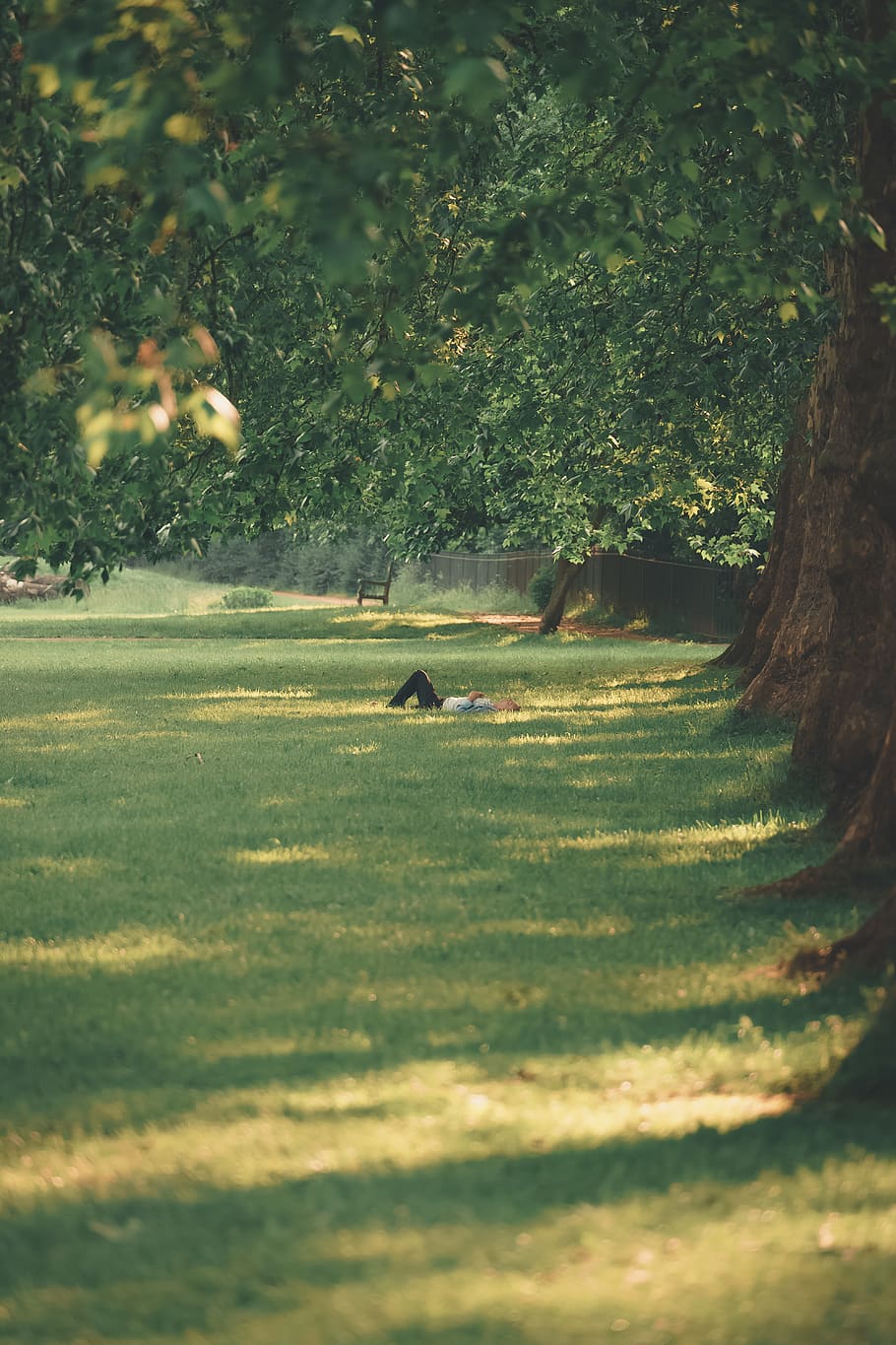 person lying on grass, plant, tree, one animal, animal themes HD wallpaper