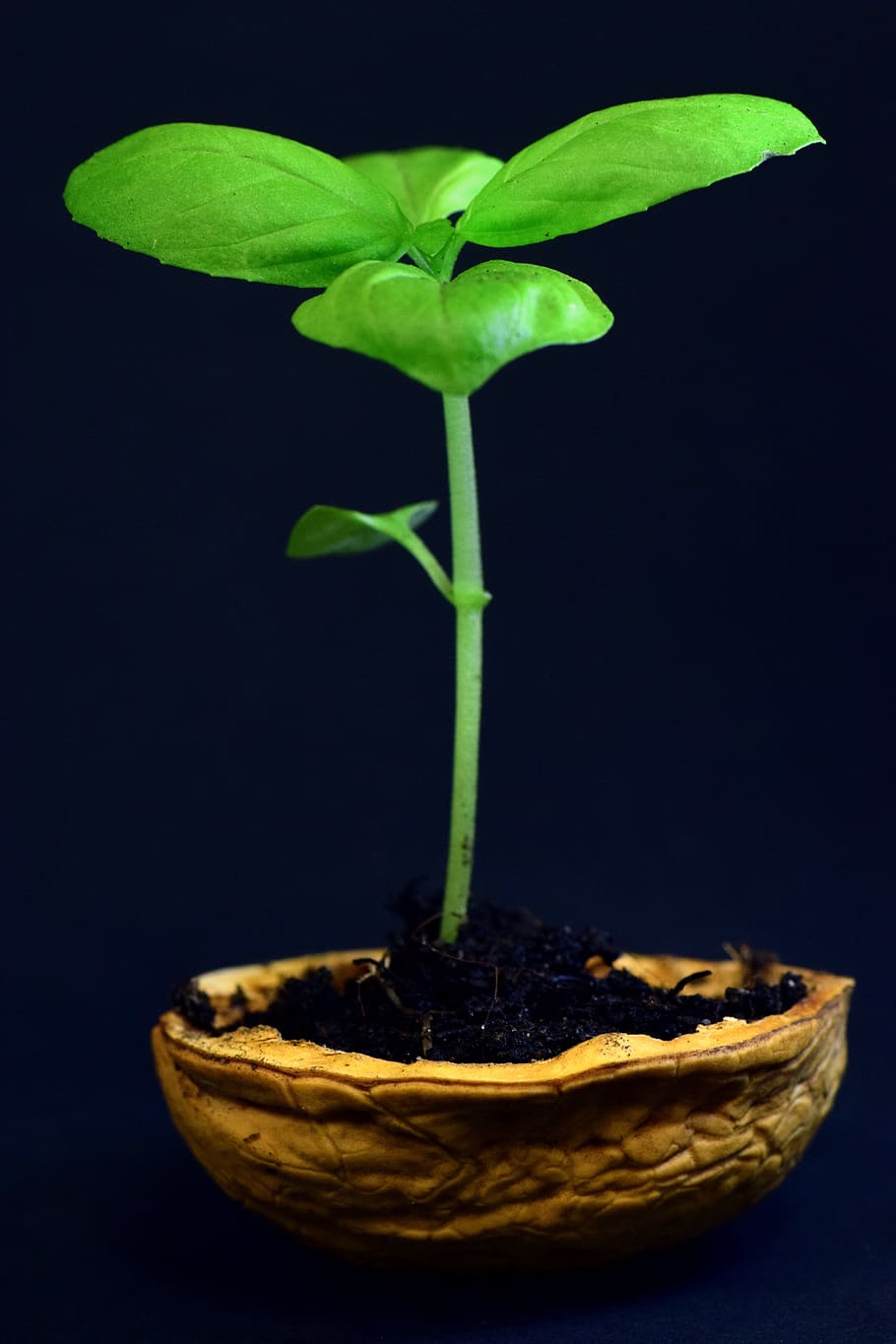 plant, small, leaf, nature, growth, tender, new, fresh, walnut, HD wallpaper