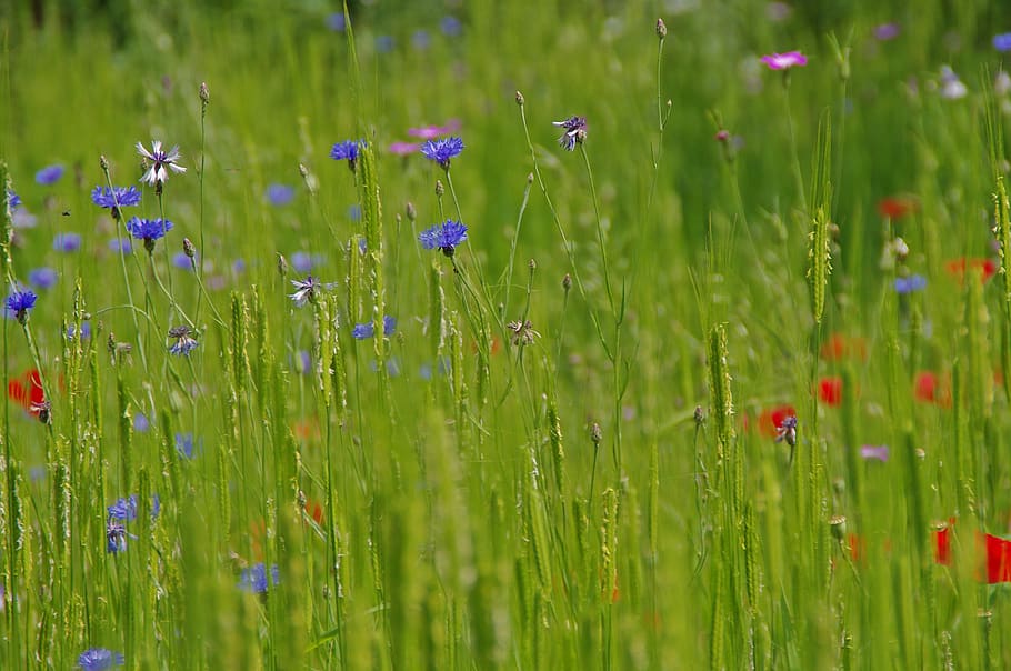 meadow, grass, nature, landscape, green, summer, rural, grasses HD wallpaper