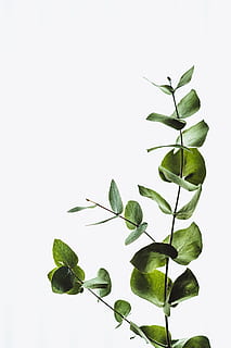 green leaf, twig, branch, minimal, eucalyptu, stem, leafe, greenery HD wallpaper