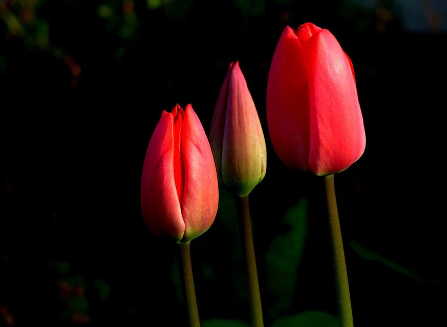 tulip, spring, flower, red, frühlingsanfang, nature, flowering plant HD wallpaper