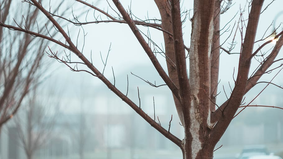 australia, tree, fog, cold, winter, bare tree, plant, no people HD wallpaper
