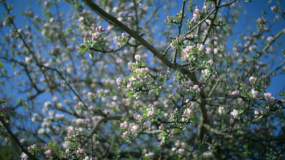 spring, flowers, nature, blossom, bloom, bee, flowering plant HD wallpaper