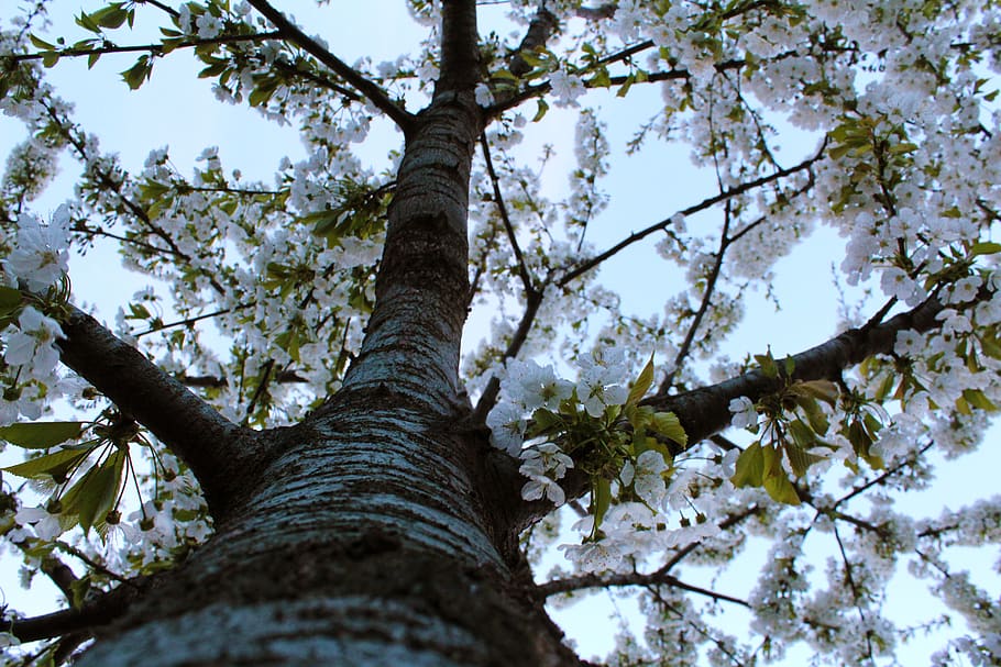tree, low angle view, plant, tree trunk, growth, branch, day HD wallpaper