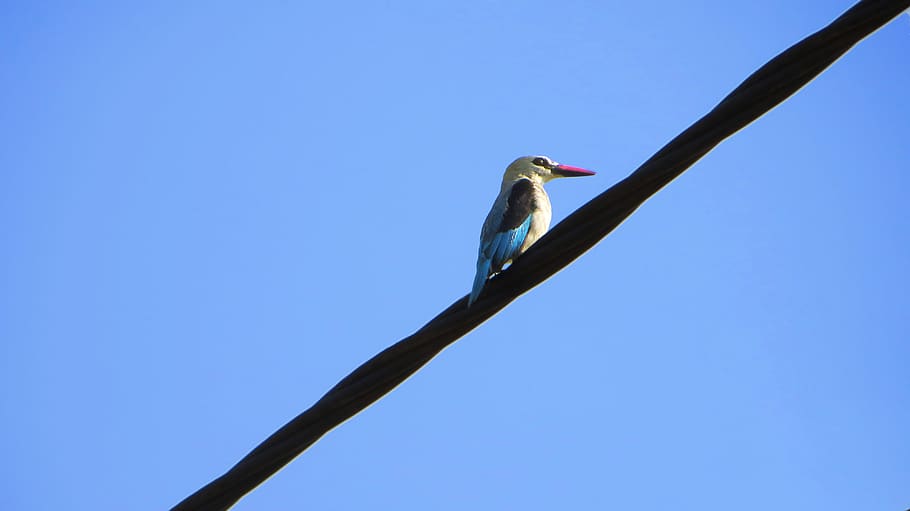bird, animal, bee eater, jay, bluebird, blue jay, wire, sky HD wallpaper
