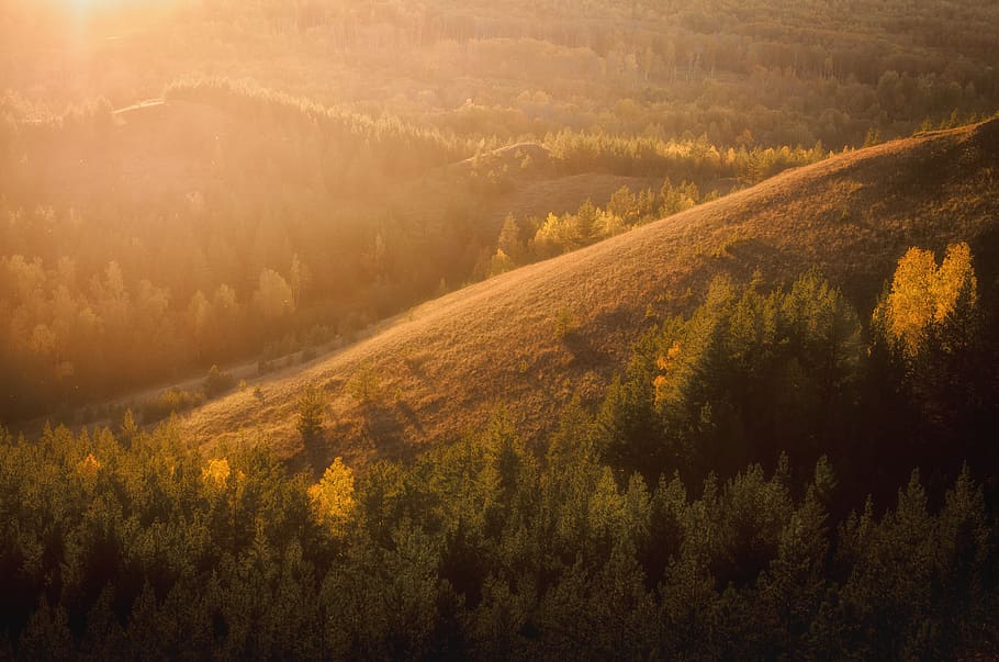 green trees on hill, plant, environment, landscape, scenics - nature HD wallpaper